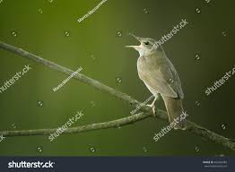 Image result for Locustella fluviatilis