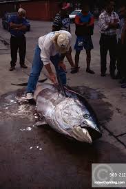 Image result for Thunnus thynnus