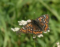 Attēlu rezultāti vaicājumam “Euphydryas maturna upperside”