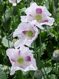 Attēlu rezultāti vaicājumam “Papaver somniferum flower”