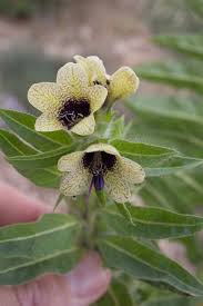 Attēlu rezultāti vaicājumam “Hyoscyamus niger flower”