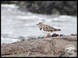 Attēlu rezultāti vaicājumam “Arenaria interpres”