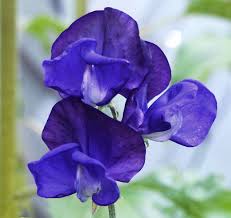 Image result for Lathyrus odoratus