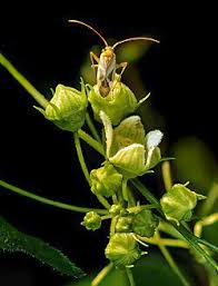 Attēlu rezultāti vaicājumam “Adelphocoris lineolatus imago”