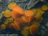 Attēlu rezultāti vaicājumam “Cheilymenia stercorea”