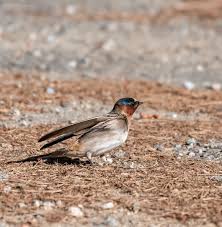 Image result for Petrochelidon pyrrhonota