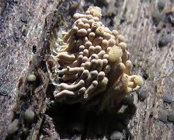 Attēlu rezultāti vaicājumam “Heterotrichia obvelata (syn. Arcyria obvelata)”