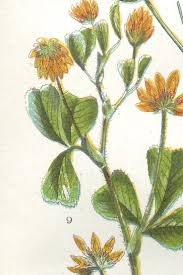 Attēlu rezultāti vaicājumam “Trifolium dubium fruit”