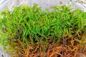 Attēlu rezultāti vaicājumam “Anomodon attenuatus”