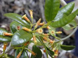 Attēlu rezultāti vaicājumam “Apocynaceae”