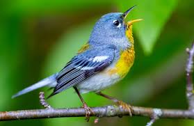 Image result for Parula americana