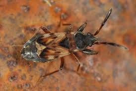 Attēlu rezultāti vaicājumam “Scolopostethus thomsoni”