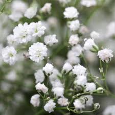 Attēlu rezultāti vaicājumam “Gypsophila paniculata”