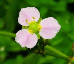 Attēlu rezultāti vaicājumam “Alisma lanceolatum”