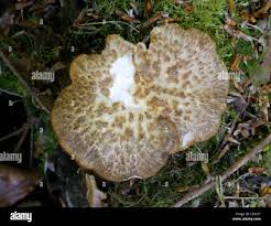 Attēlu rezultāti vaicājumam “Polyporus tuberaster”