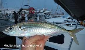 Image result for Trachurus mediterraneus