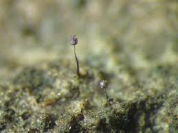 Attēlu rezultāti vaicājumam “Cribraria violacea”