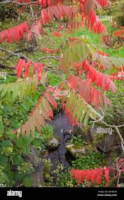 Attēlu rezultāti vaicājumam “Rhus typhina leaf”