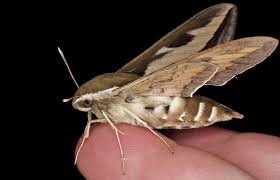 Attēlu rezultāti vaicājumam “Hyles gallii imago”