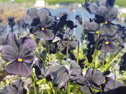 Image result for Hornveilchen