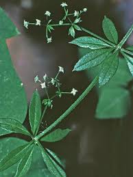 Attēlu rezultāti vaicājumam “Galium triflorum fruit”