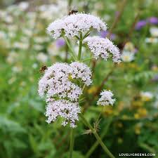 Attēlu rezultāti vaicājumam “Valeriana officinalis flower”
