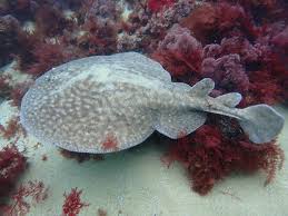 Image result for Torpedo marmorata