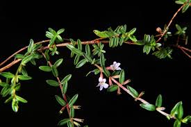 Attēlu rezultāti vaicājumam “Lythraceae”
