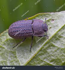 Attēlu rezultāti vaicājumam “Opatrum sabulosum”