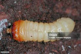 Attēlu rezultāti vaicājumam “Cucujus cinnaberinus larva”