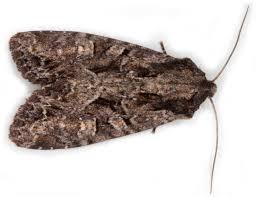 Attēlu rezultāti vaicājumam “Apamea remissa”