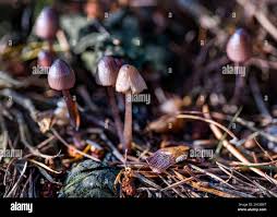 Attēlu rezultāti vaicājumam “Mycena purpureofusca”