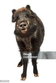 Attēlu rezultāti vaicājumam “Sus scrofa”