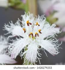 Attēlu rezultāti vaicājumam “Menyanthes trifoliata fruit”