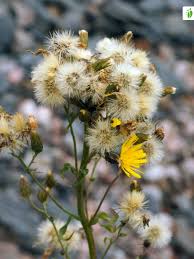Attēlu rezultāti vaicājumam “Hieracium umbellatum flower”
