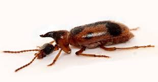 Attēlu rezultāti vaicājumam “Notoxus monoceros”