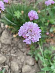 Attēlu rezultāti vaicājumam “Armeria vulgaris”