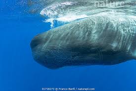 Attēlu rezultāti vaicājumam “Physarum penetrale macro”