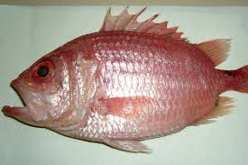 Image result for Argyrosomus japonicus