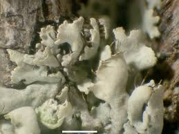 Attēlu rezultāti vaicājumam “Physcia adscendens”