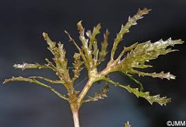 Attēlu rezultāti vaicājumam “Najas major”