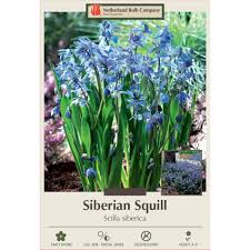 Attēlu rezultāti vaicājumam “Scilla siberica bud”