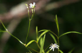 Attēlu rezultāti vaicājumam “Stellaria longifolia leaf”
