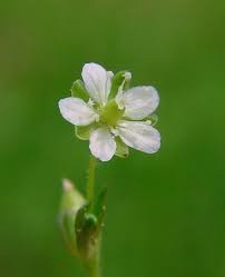 Attēlu rezultāti vaicājumam “Sagina procumbens flower”