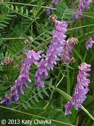 Attēlu rezultāti vaicājumam “Vicia tenuifolia flower”