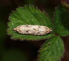 Attēlu rezultāti vaicājumam “Agonopterix aranella”