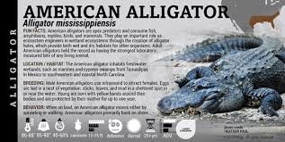 Image result for Alligator mississippiensis