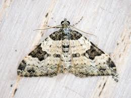 Attēlu rezultāti vaicājumam “Xanthorhoe fluctuata”