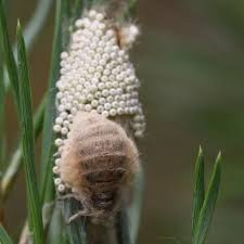 Attēlu rezultāti vaicājumam “Orgyia antiqua imago”