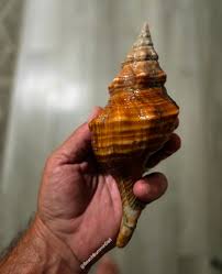 Image result for Triplofusus giganteus